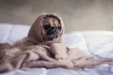 dog in blanket having Revenge Bedtime Procrastination