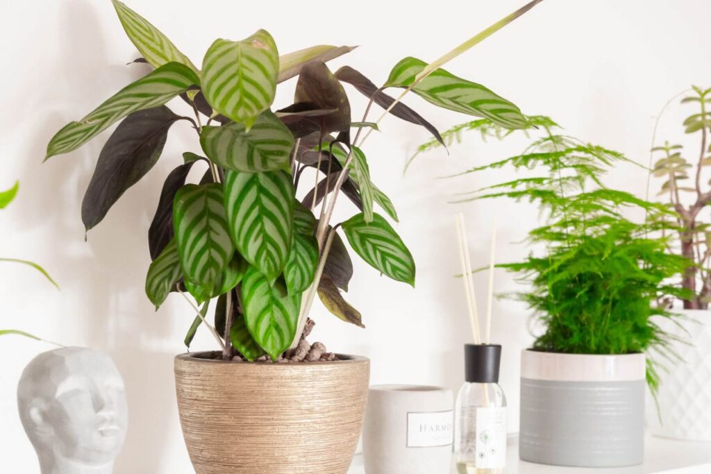 calathea plant in brown pot