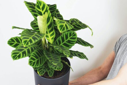 What I Learned from My Calathea Plant