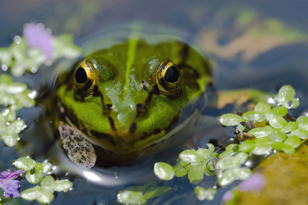 frog in pond