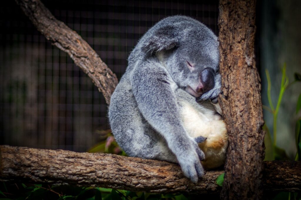 tired koala sleeping on a tree branch